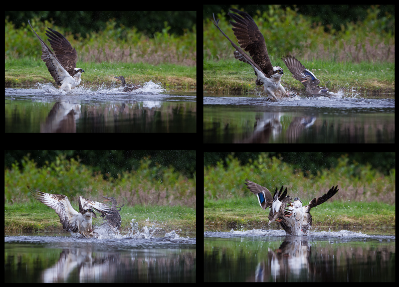 Osprey v Mallard 2nd