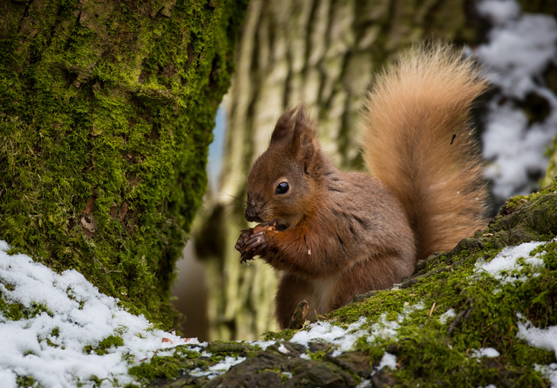 Red Squirrel 1st - Prints