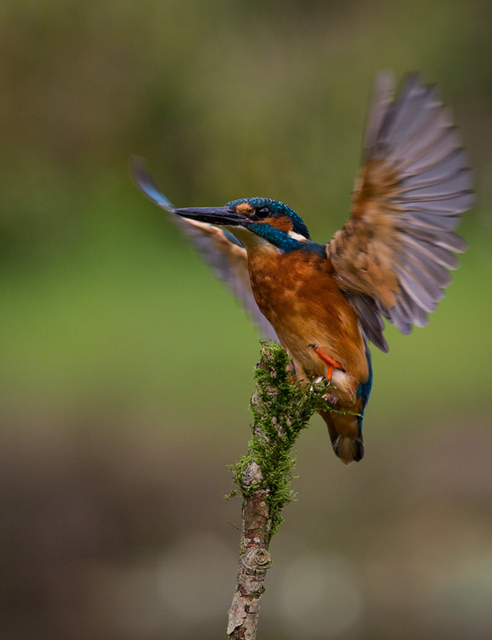Kingfisher Touchdown - 19 - Prints