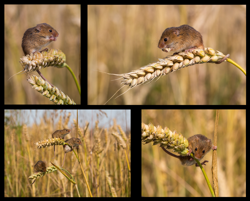 Harvest Mouse 1st