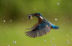 King Fisher - 1st