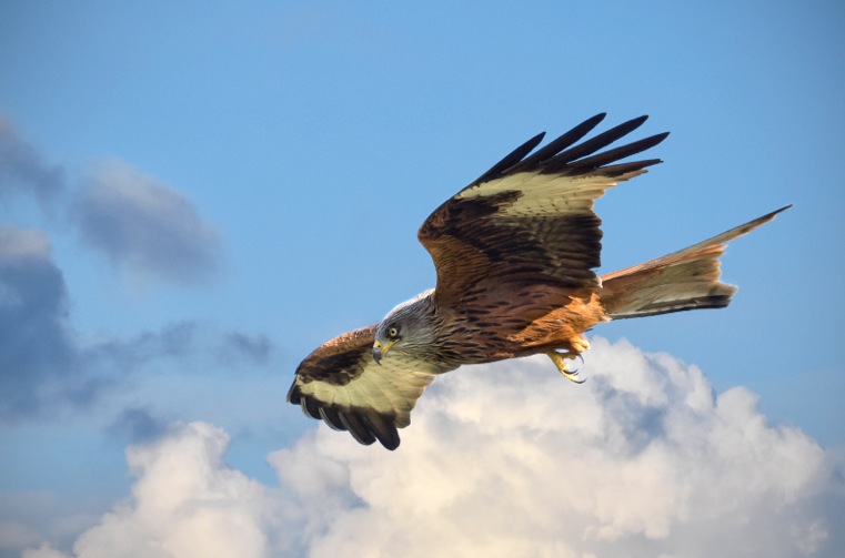 Soaring Red Kite