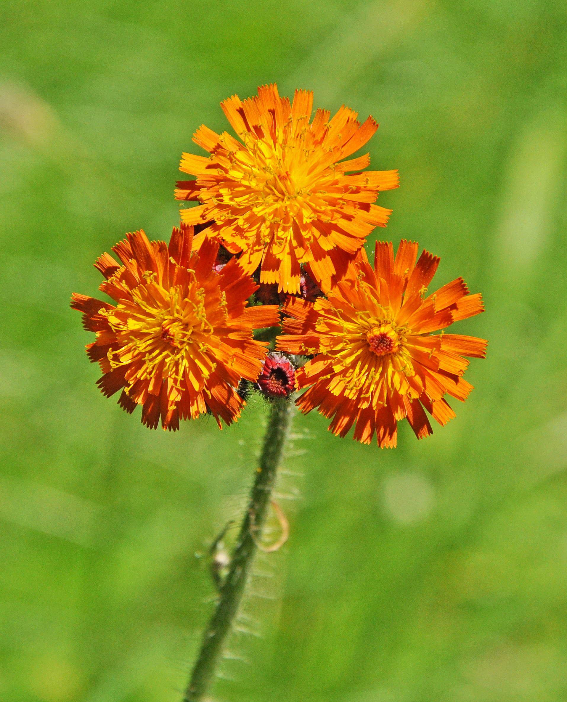 Fox and Cubs 3rd Prints