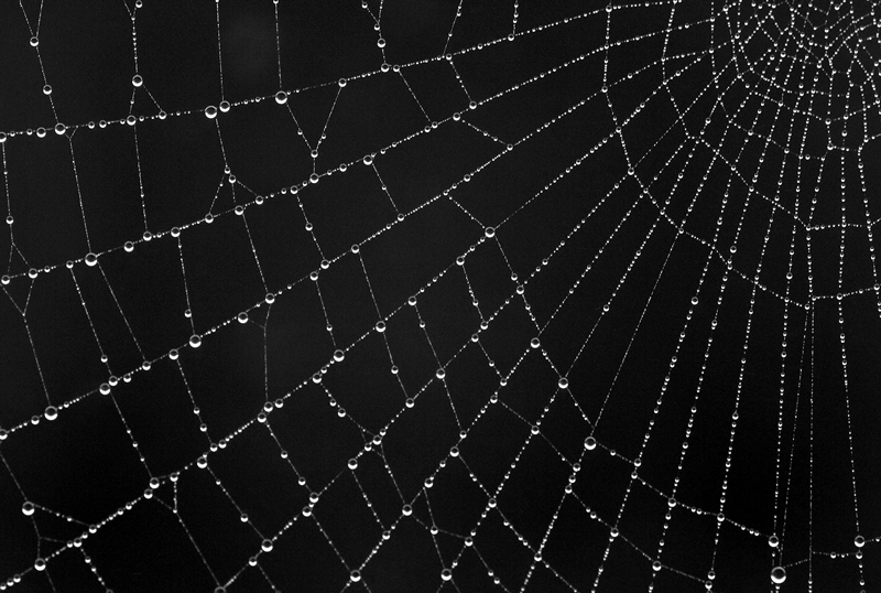 The Web 2nd - Digitals
