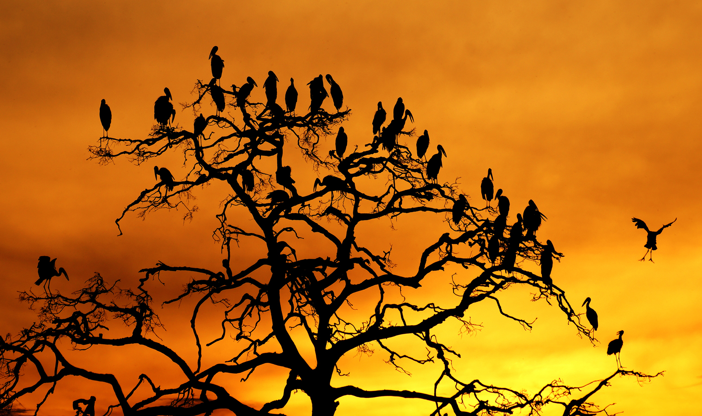 Open Billed Storks Roosting 1st Digitals