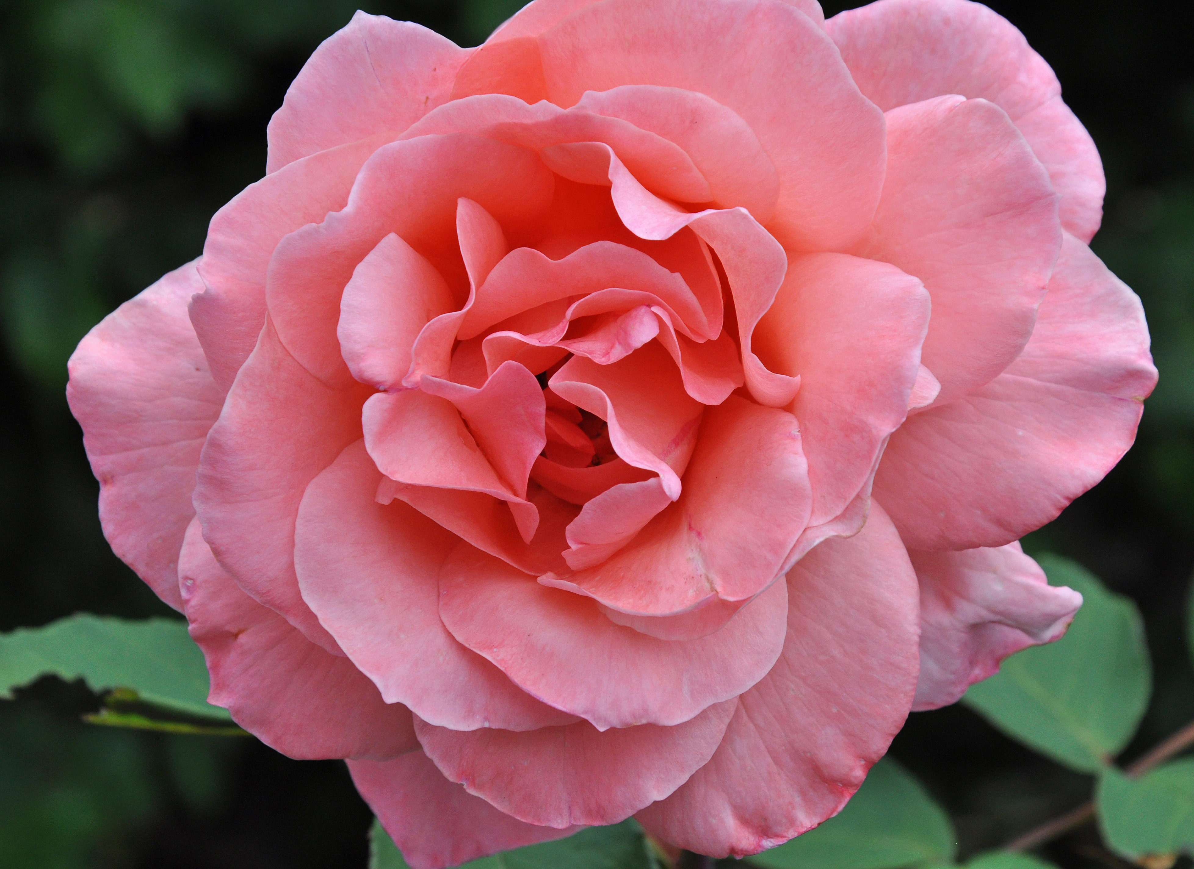 Alison's Rose 3rd Prints