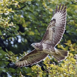 OBF-Buzzard.png