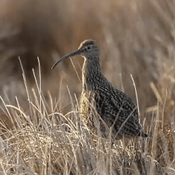 OBF-Curlew.png