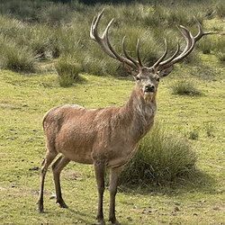 OBF-Deer.png