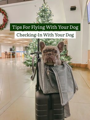 Tips For Flying With Your Dog: Checking-In With Your Dog