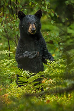 A bear cub curiously stands on hid legs looking over bushes in Algonquin Park