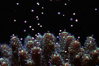 Acropora millepora spawning 2.jpg