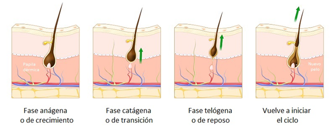 Ciclo de crecimiento del cabello: 1.Papila en plena actividad mitótica. 2.Se separa el bulbo de la papila. 3.Papila separada. 4.Nuevo pelo anágeno.