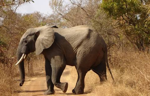 Pendjari National Park, Benin