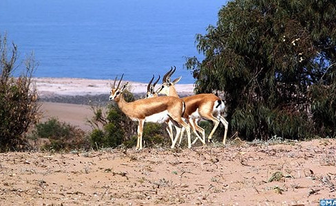Souss-Massa National Park, Morocco