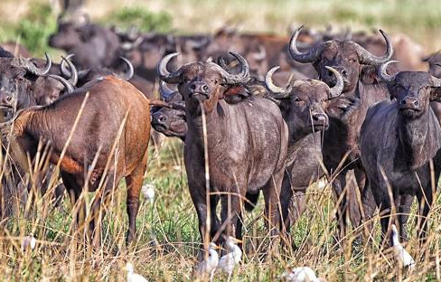 Garamba National Park, Democratic Republic of Congo