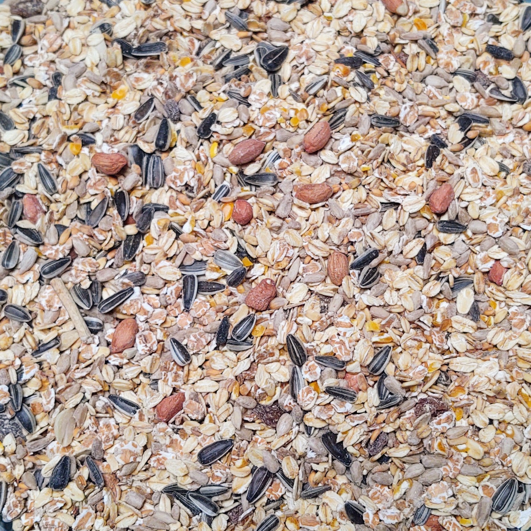 Winter Freiland Vogelfutter