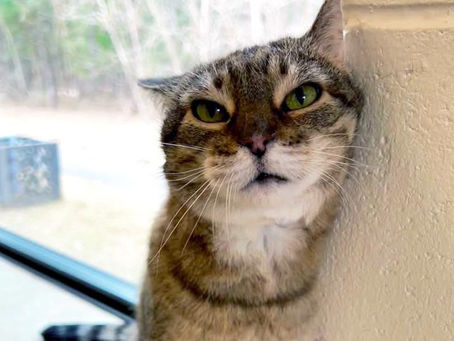 Meet Skyler White: The Sweet Brown Tabby Cat Looking for Her Forever Home