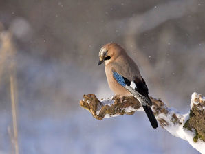 El inacabable invierno ruso.