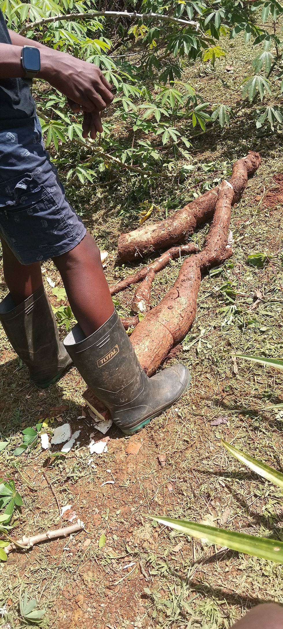 Young boy in boots standing in garden soil beside yucca plants, representing root work and spiritual growth.