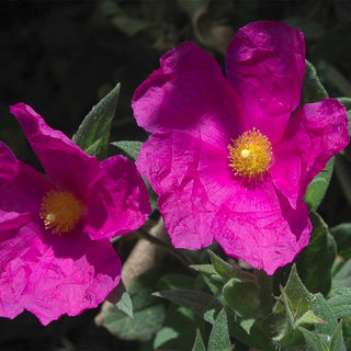 2 - Vallespir - cistes .jpg