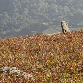 22 - Basse-Navarre - fougéres.jpg