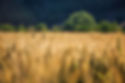 selective-shot-golden-wheat-wheat-field.