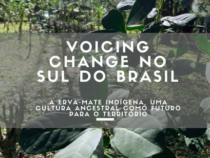 Observatório participa de desenvolvimento de panfleto informativo sobre a erva-mate indígena