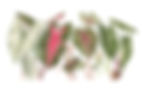 Caladium bicolor - Fátima Zagonel