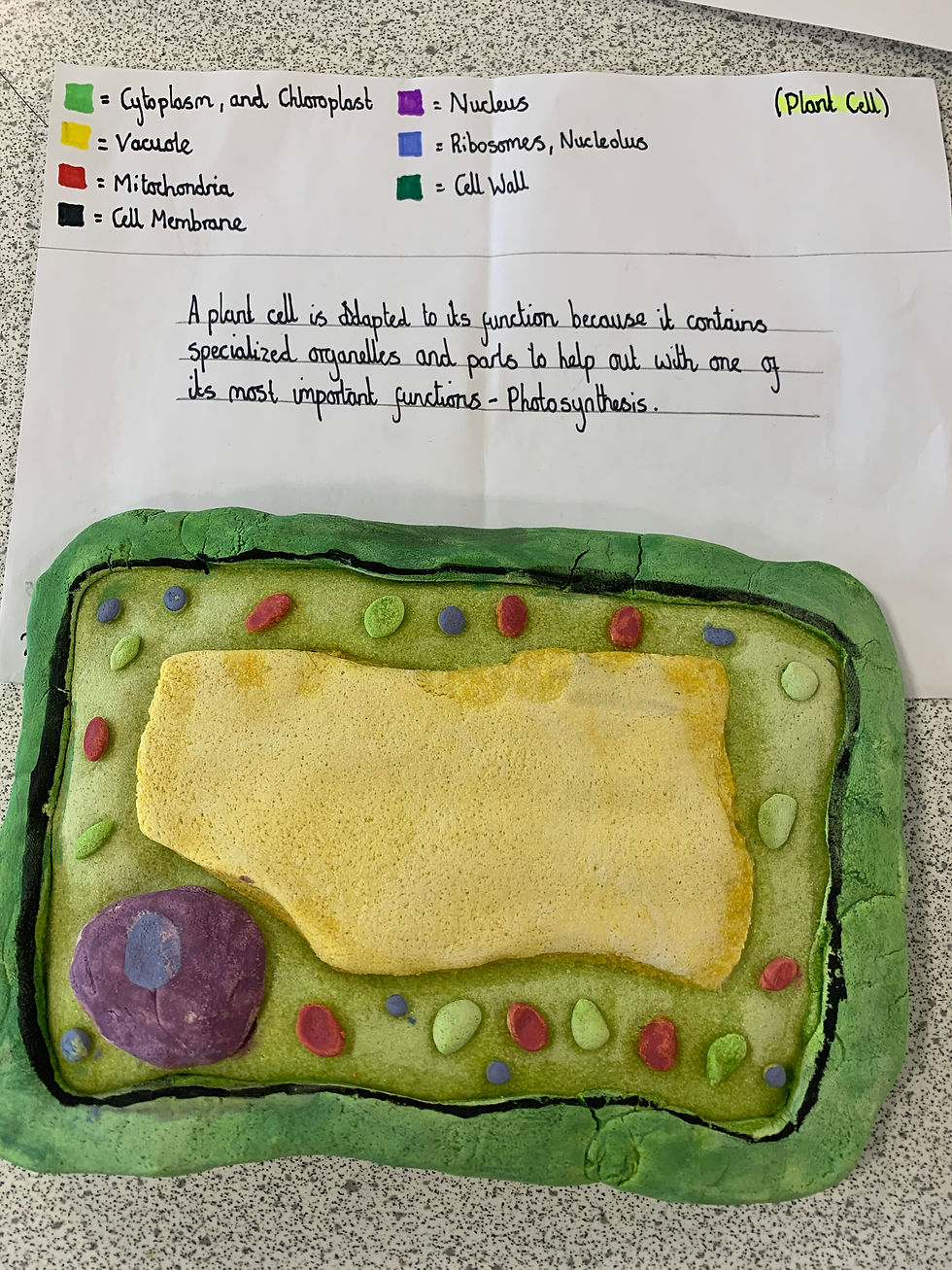 Year 7 Science