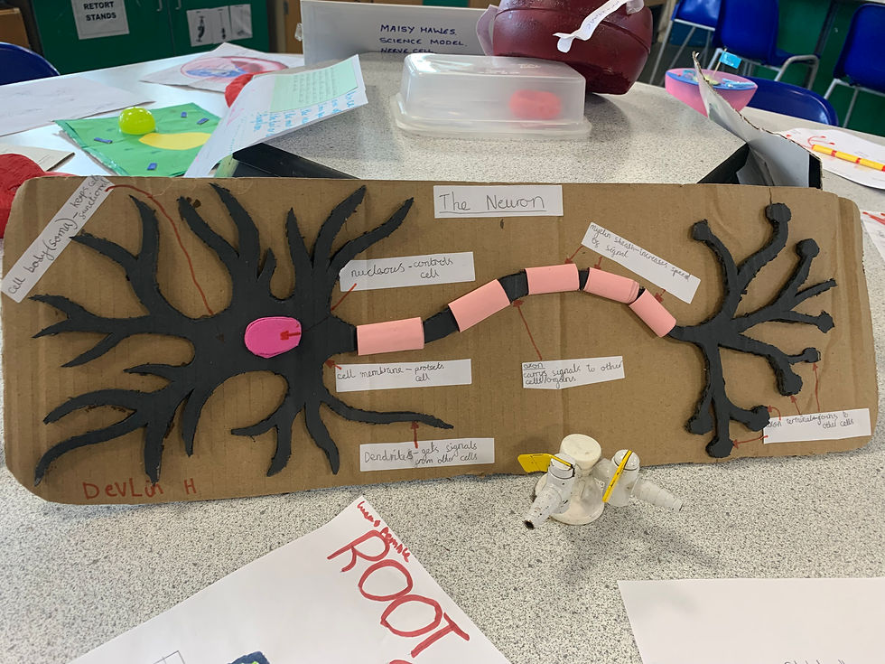 Year 7 Science