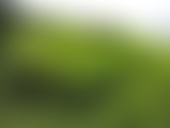 山菜イタドリと酵素ジュース