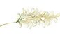 アカシア