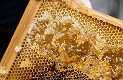 原養蜂園の蜂蜜は直売で注文可能