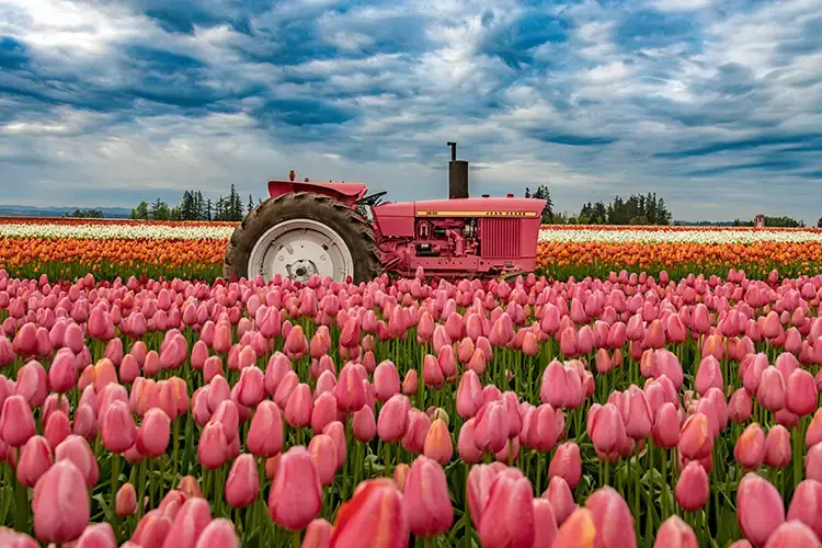 A red tractor in a vibrant tulip field under a dramatic cloudy sky, amidst rows of blooming pink, red, and white flowers.