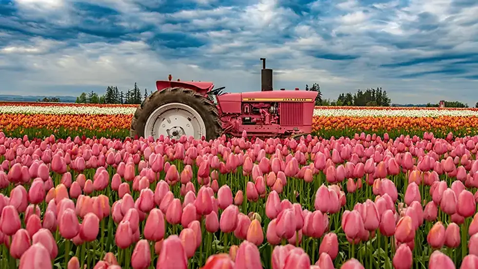 A red tractor in a vibrant tulip field under a dramatic cloudy sky, amidst rows of blooming pink, red, and white flowers.