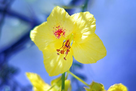 Palm Springs Flora
