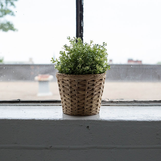 Plastic Plant on Windowsill