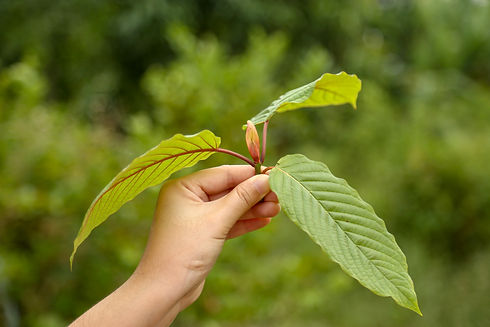 Leaf of Mitragyna speciosa on hand for science research. Kratom leaf. Hand of a person hol