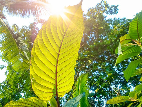 Kratom leaves, speciosa leaf. Asia herbs .jpg