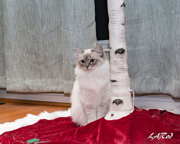 Blue Tabby Point female