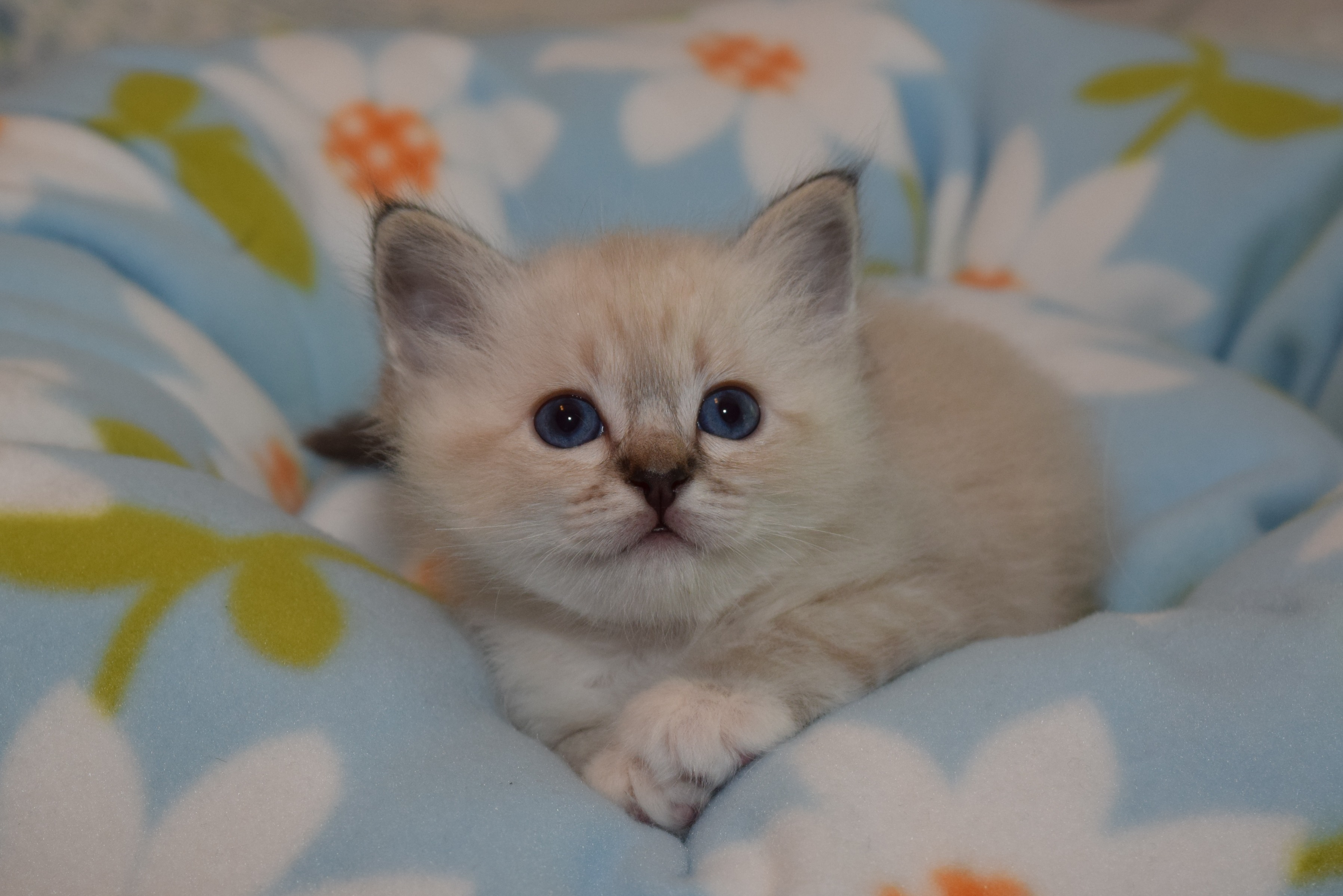 6 weeks-1.JPG