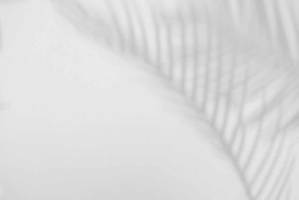 Plant Shadow _edited.jpg