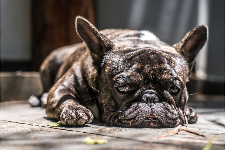 NUTRIPETS - French Bulldog dog with upset stomach