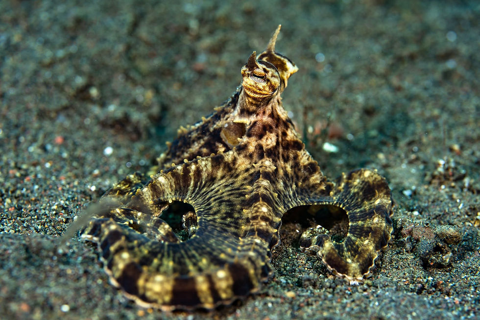 Baby Octopus