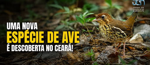 Uma nova espécie de ave é descoberta no Ceará
