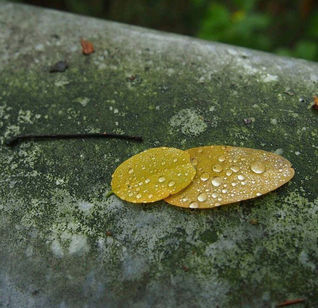 Foglie gialle e pioggia.jpg