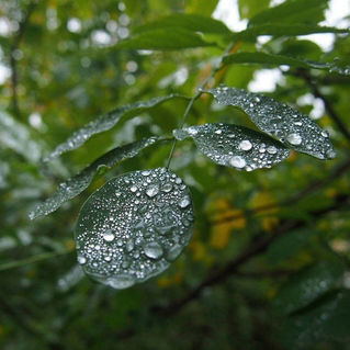 Foglie verdi e pioggia_edited.jpg