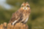 short eared owl david c olson DCO_0867.jpg