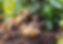 potatoes-ground.jpg